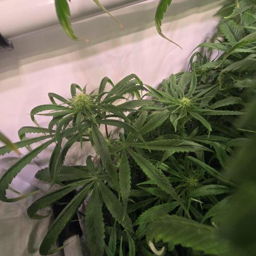 Trentra Sunrise. Week 9