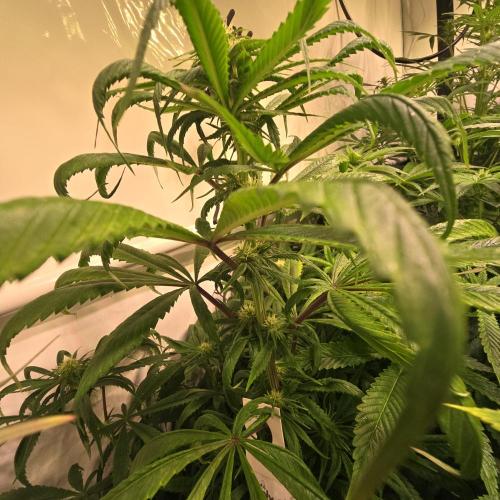 Trentra Sunrise. Week 9