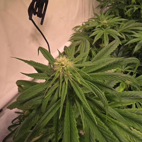 Trentra Sunrise. Week 9