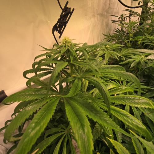 Trentra Sunrise. Week 9