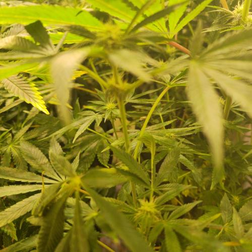 Apollo Black Cherry. Week 9