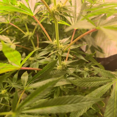 Apollo Black Cherry. Week 9