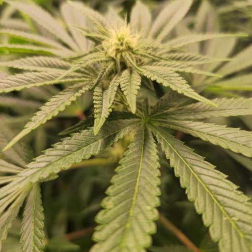 Apollo Black Cherry. Week 9