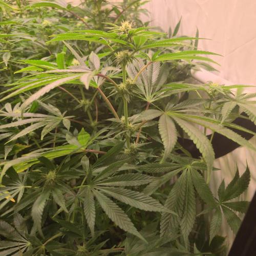 Apollo Black Cherry. Week 9