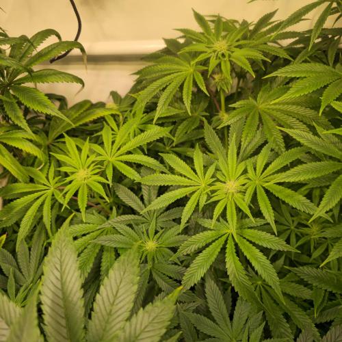 LH2P perfect Tree. Week 9