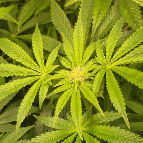 LH2P perfect Tree. Week 9