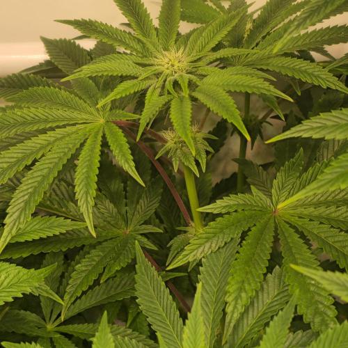 LH2P perfect Tree. Week 9