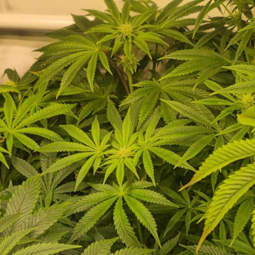 LH2P perfect Tree. Week 9