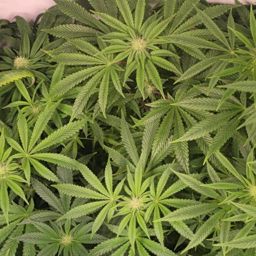 LH2P perfect Tree. Week 9