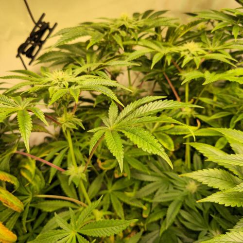 LH2P perfect Tree. Week 10