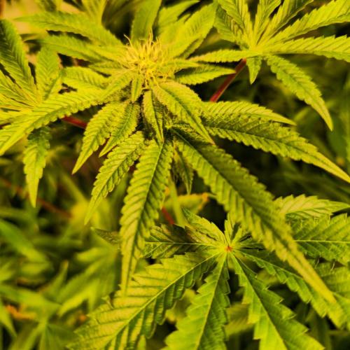 LH2P perfect Tree. Week 10