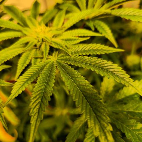 LH2P perfect Tree. Week 10