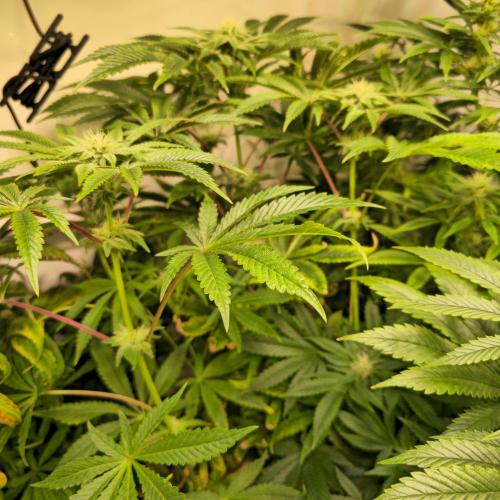 LH2P perfect Tree. Week 10