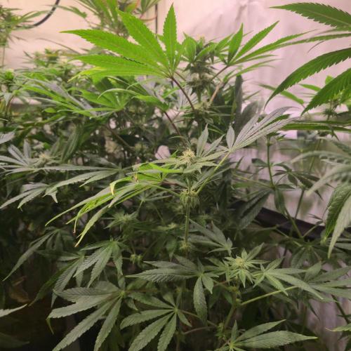 Apollo Black Cherry. Week 10