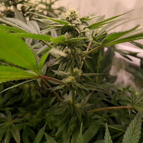 Apollo Black Cherry. Week 10