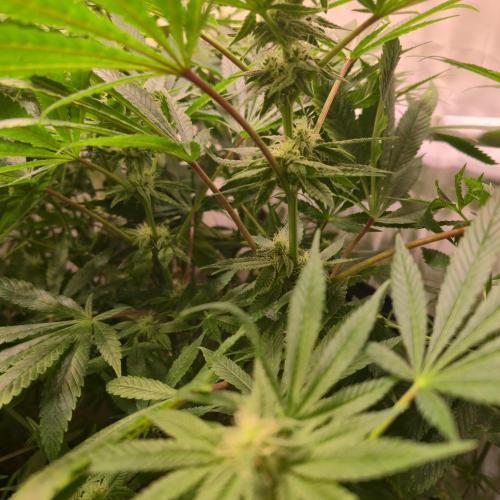 Apollo Black Cherry. Week 10