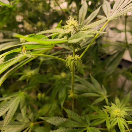 Apollo Black Cherry. Week 10