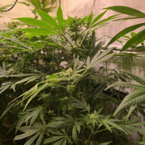 Apollo Black Cherry. Week 10