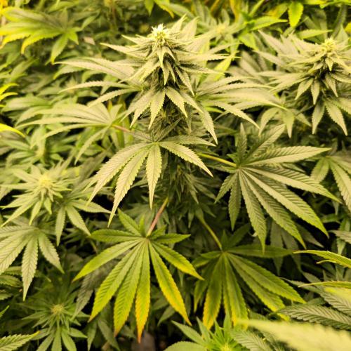 Sour number2. Week 10