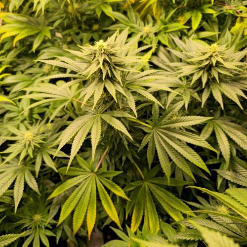 Sour number2. Week 10