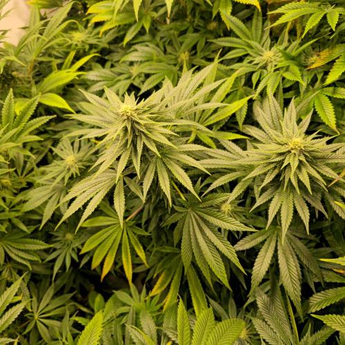 Sour number2. Week 10