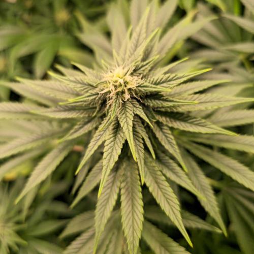 Sour number2. Week 10