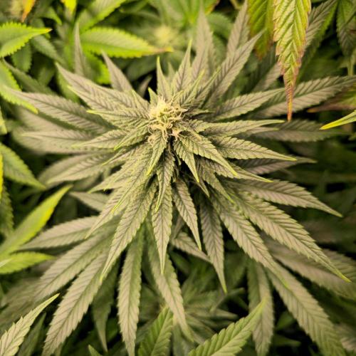 Sour number2. Week 10