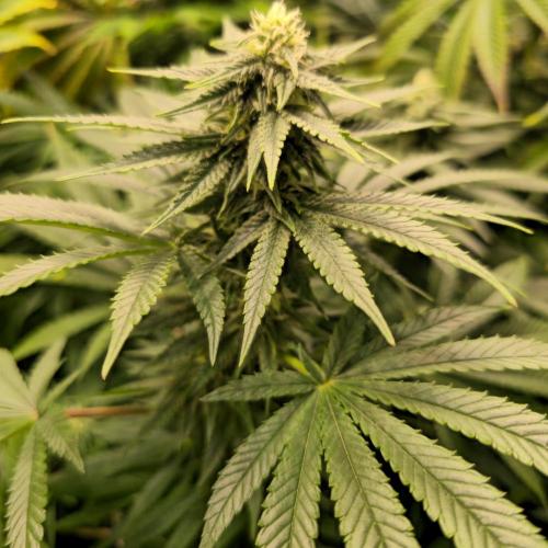 Sour number2. Week 10