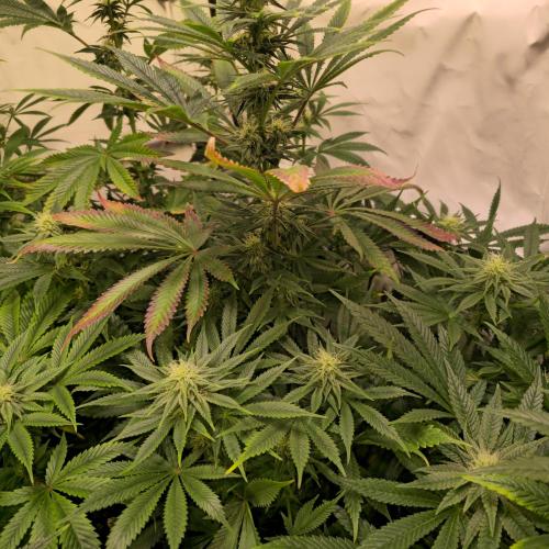 Banana Fumes. Week 10