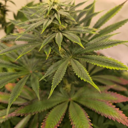 Banana Fumes. Week 10