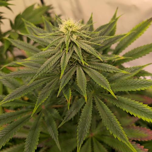 Banana Fumes. Week 10