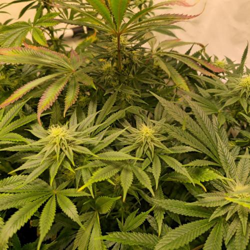 Banana Fumes. Week 10