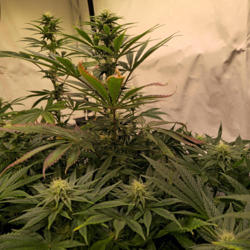 Banana Fumes. Week 10