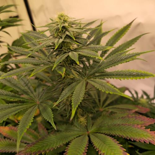 Banana Fumes. Week 10