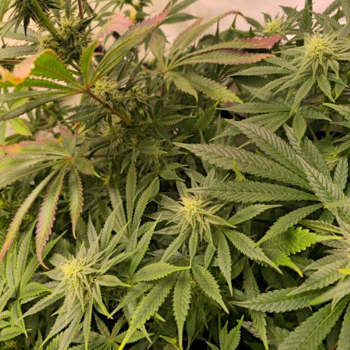 Banana Fumes. Week 10