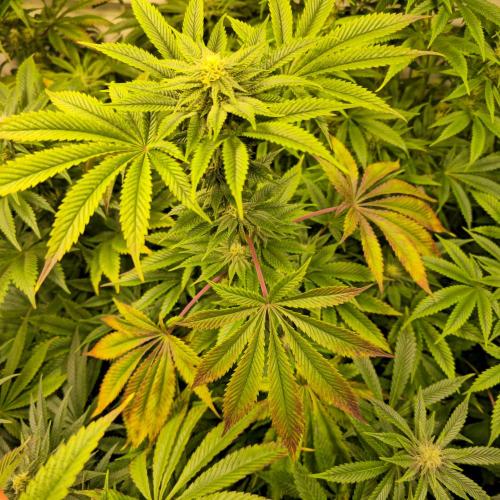 Citrus Slurp. Week 10