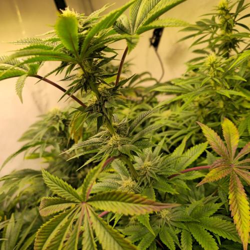 Citrus Slurp. Week 10