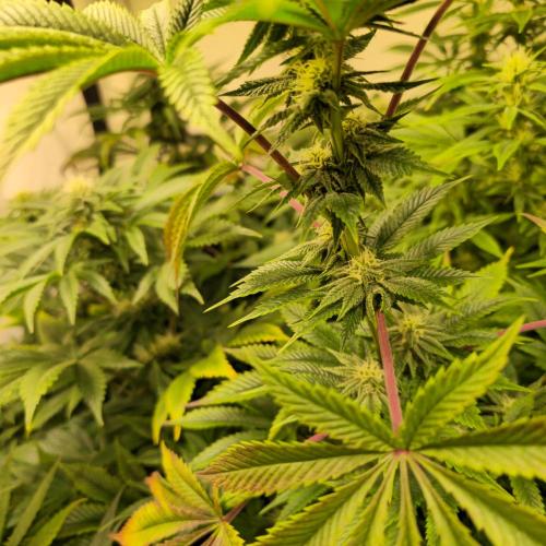 Citrus Slurp. Week 10