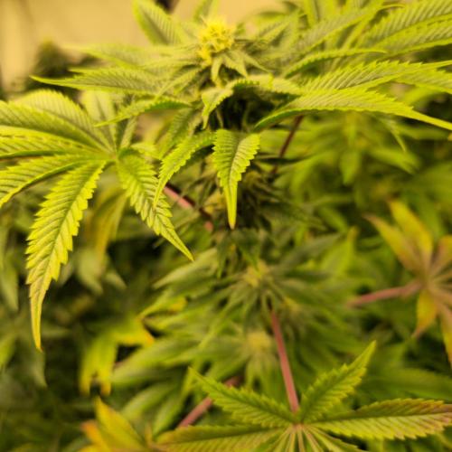 Citrus Slurp. Week 10