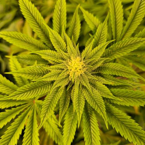 Citrus Slurp. Week 10