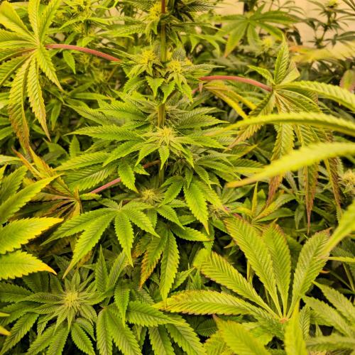 Citrus Slurp. Week 10