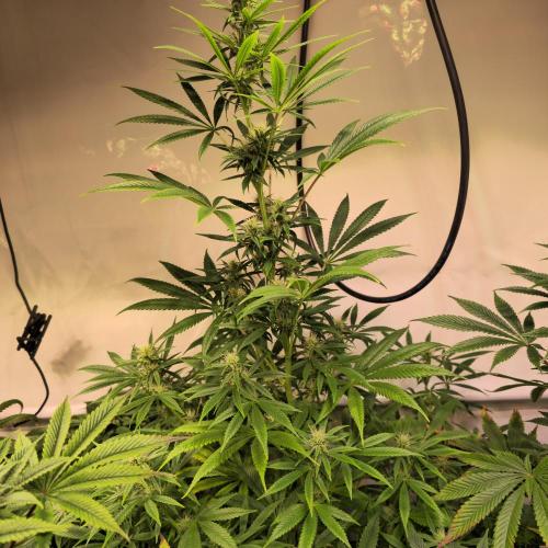 Forbidden Mochi. Week 10