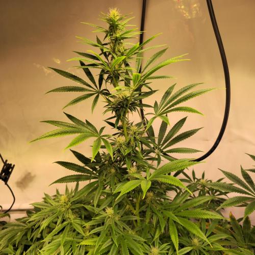 Forbidden Mochi. Week 10