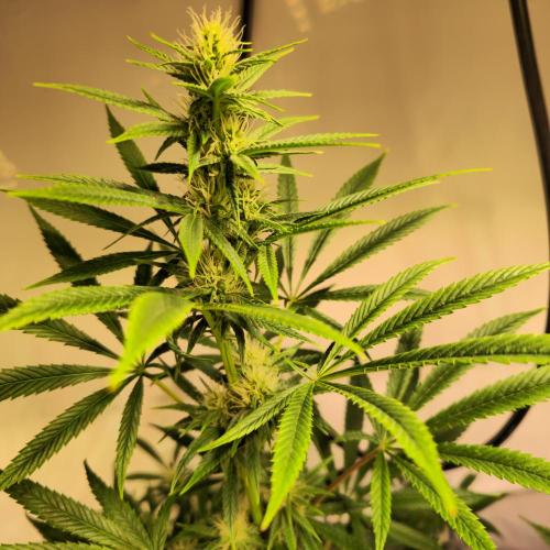 Forbidden Mochi. Week 10