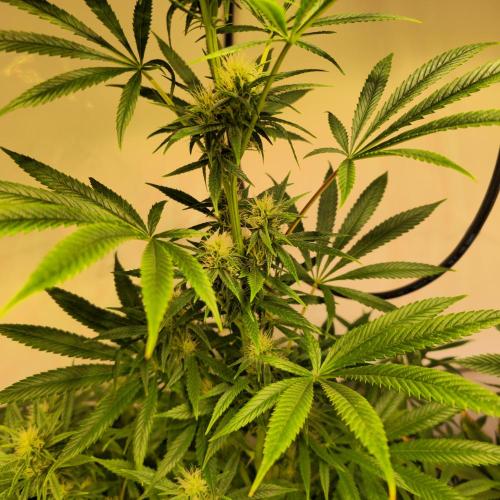 Forbidden Mochi. Week 10