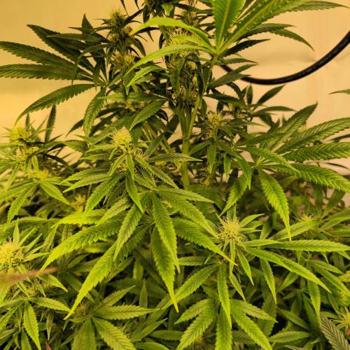 Forbidden Mochi. Week 10