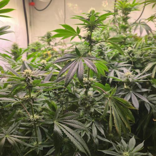 Frozen Cherry Runtz. Week 10