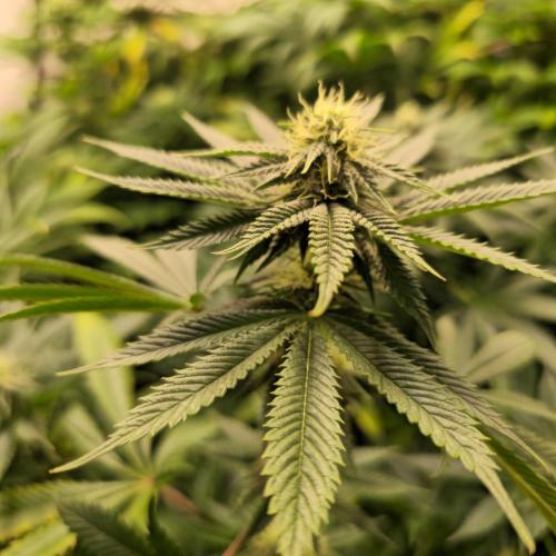 Frozen Cherry Runtz. Week 10