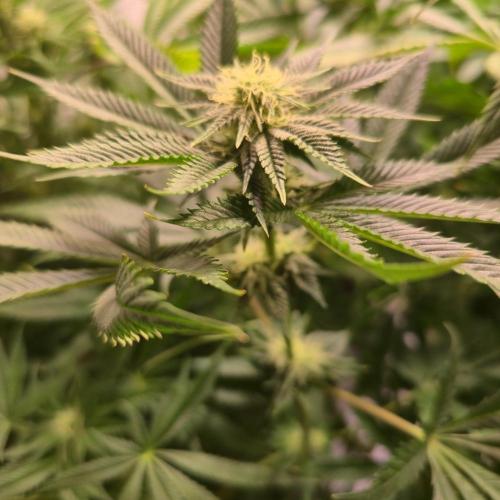 Frozen Cherry Runtz. Week 10