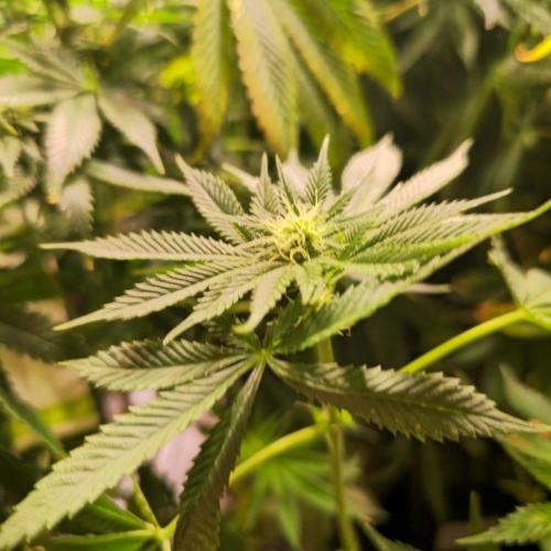 Frozen Cherry Runtz. Week 10